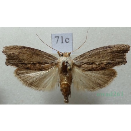 Galleria mellonella (Linnaeus, 1758) Barciak większy Czech71c